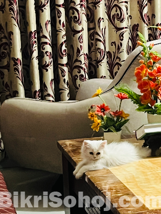 Persian cat